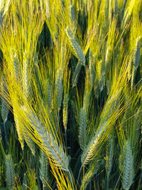 Close-up of wheat crop in field