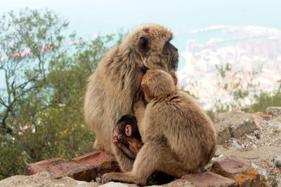 A family of monkeys at the rock of gibraltar