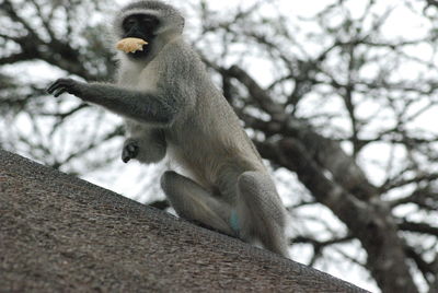 Low angle view of monkey sitting on tree