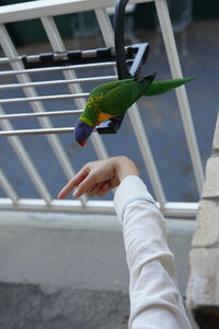 Cropped hand of woman touching parrot