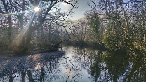 Reflection of trees in lake against sky