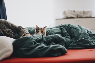 Portrait of dog relaxing on bed at home