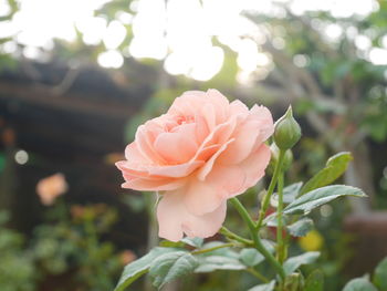 Close-up of pink rose