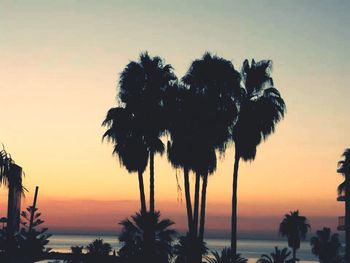 Palm trees at sunset