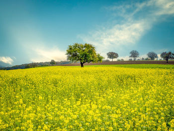 Scenic view of oilseed rape field against sky