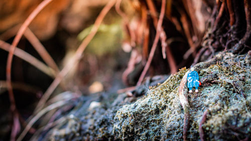 Close-up of lizard on rock