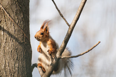 Squirrel with tassels on the ears sits on a tree branch