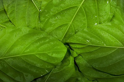 Full frame shot of wet leaves