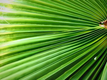 Full frame shot of palm leaf