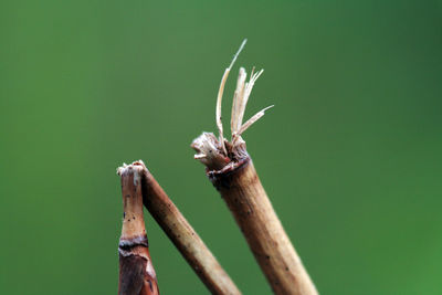 Close-up of dried plant stems