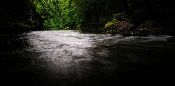 Surface level of water flowing in forest