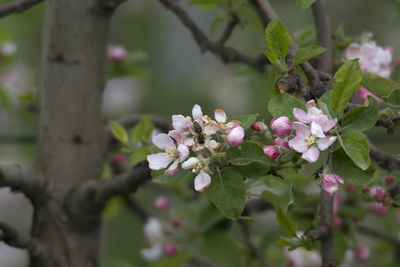 Close-up of flowering plant