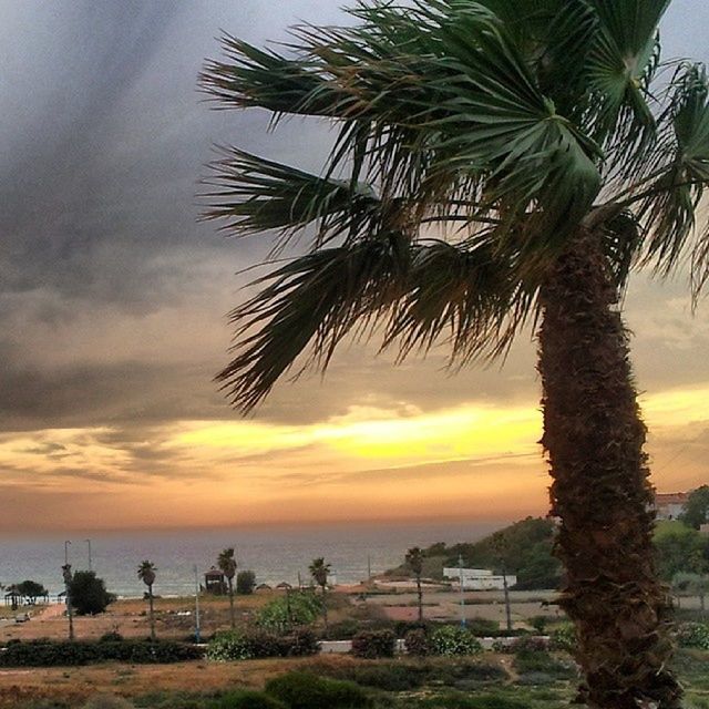 palm tree, sea, sunset, horizon over water, tree, sky, tranquility, scenics, tranquil scene, beauty in nature, water, beach, nature, growth, cloud - sky, idyllic, orange color, tree trunk, shore, incidental people