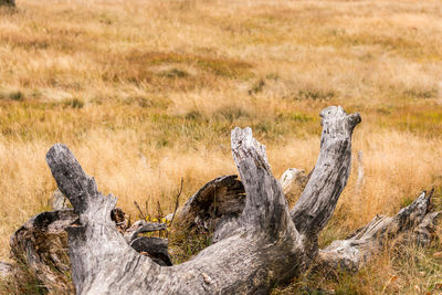 Tree trunk on grass