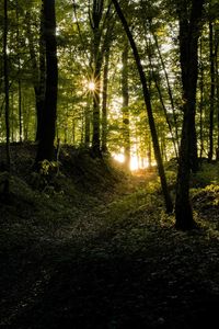Sunlight streaming through trees in forest