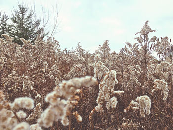 Close-up of frozen plants on field against sky