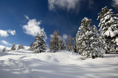 Snow covered pine trees against sky