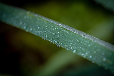 Close-up of water drops on leaf