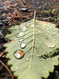 Close-up of dry leaves on wet ground