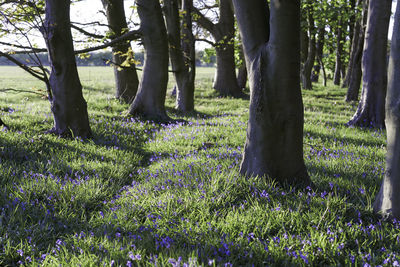 View of purple flowering plants on field