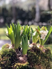 Close-up of flowering plant