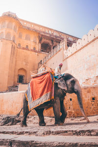 Full length of elephant in traditional building