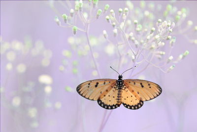 Close-up of butterfly pollinating flower