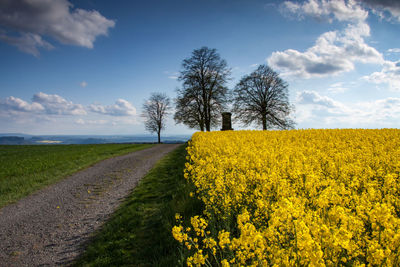 Scenic view of oilseed rape field against sky