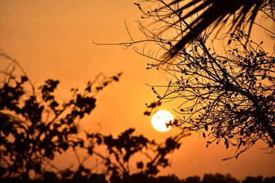 Close-up of silhouette tree against sky during sunset