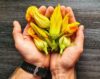 Hand holding courgette flowers
