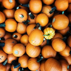 High angle view of pumpkins for sale at market stall