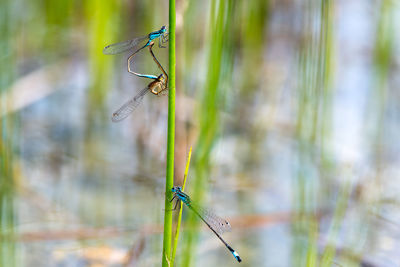 Close-up of dragonfly on plant