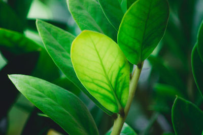 Close-up of green leaves