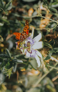 Close-up of butterfly pollinating on purple flower