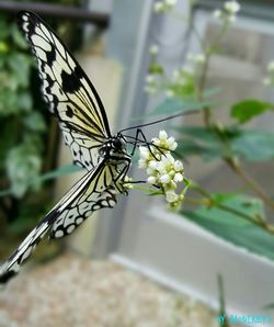 Close-up of butterfly on flower