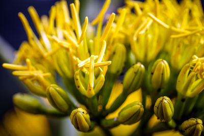 Close-up of yellow flowers