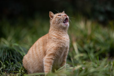 Cat looking away on field