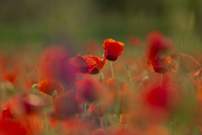 Close-up of red flowering plant