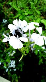 Close-up of white flowering plant on field