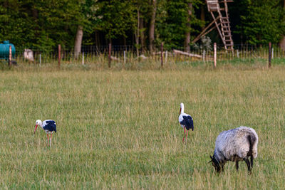 View of ducks on grassy field