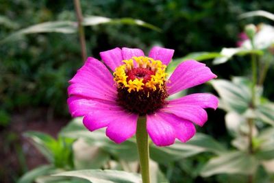 Close-up of pink flower