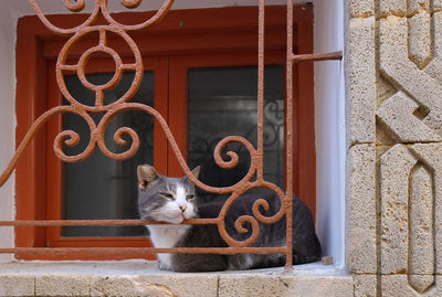 Portrait of a cat looking through window