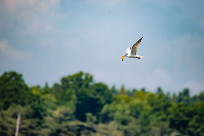 Low angle view of bird flying in sky