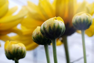 Close-up of yellow flowering plant