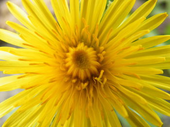 Macro shot of yellow flower