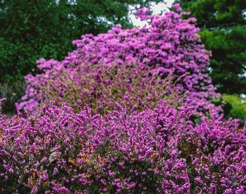 Close-up of pink flowering plants