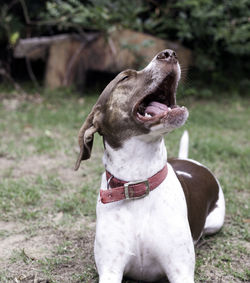 Dog looking away on field