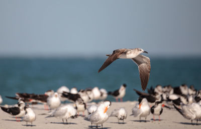 Herring gull larus argentatus on the beach at clam pass among black skimmer terns in naples, florida