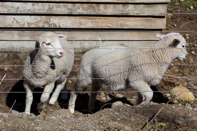 Sheep on field