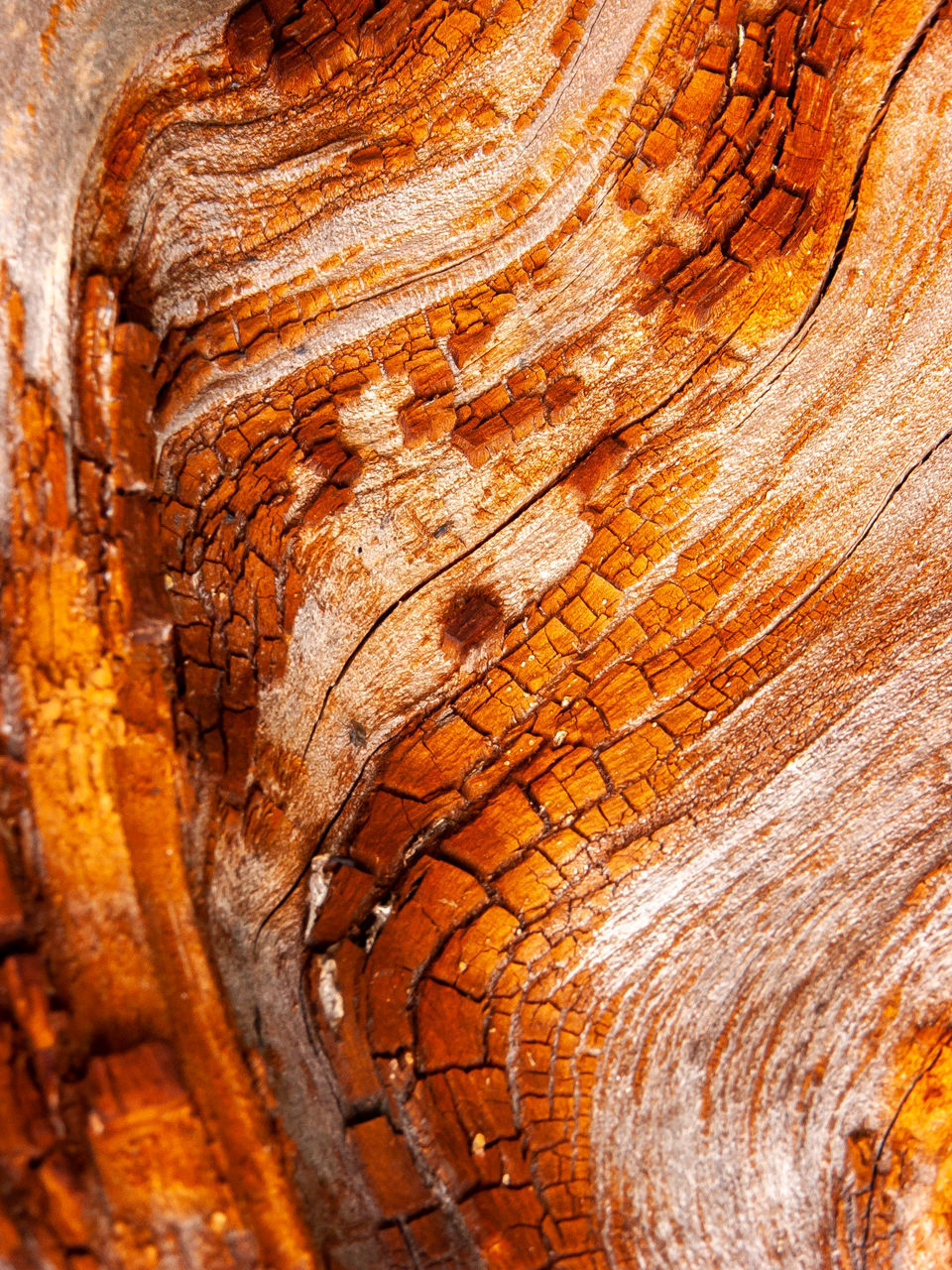 CLOSE-UP OF TREE BARK